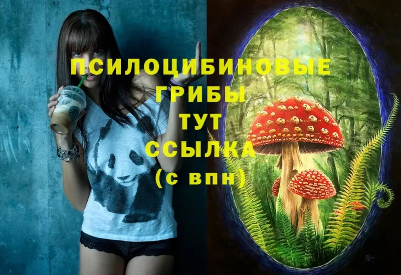 Галлюциногенные грибы Psilocybine cubensis  Пошехонье 